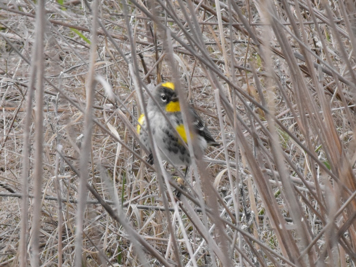 Yellow-rumped Warbler - ML301895891