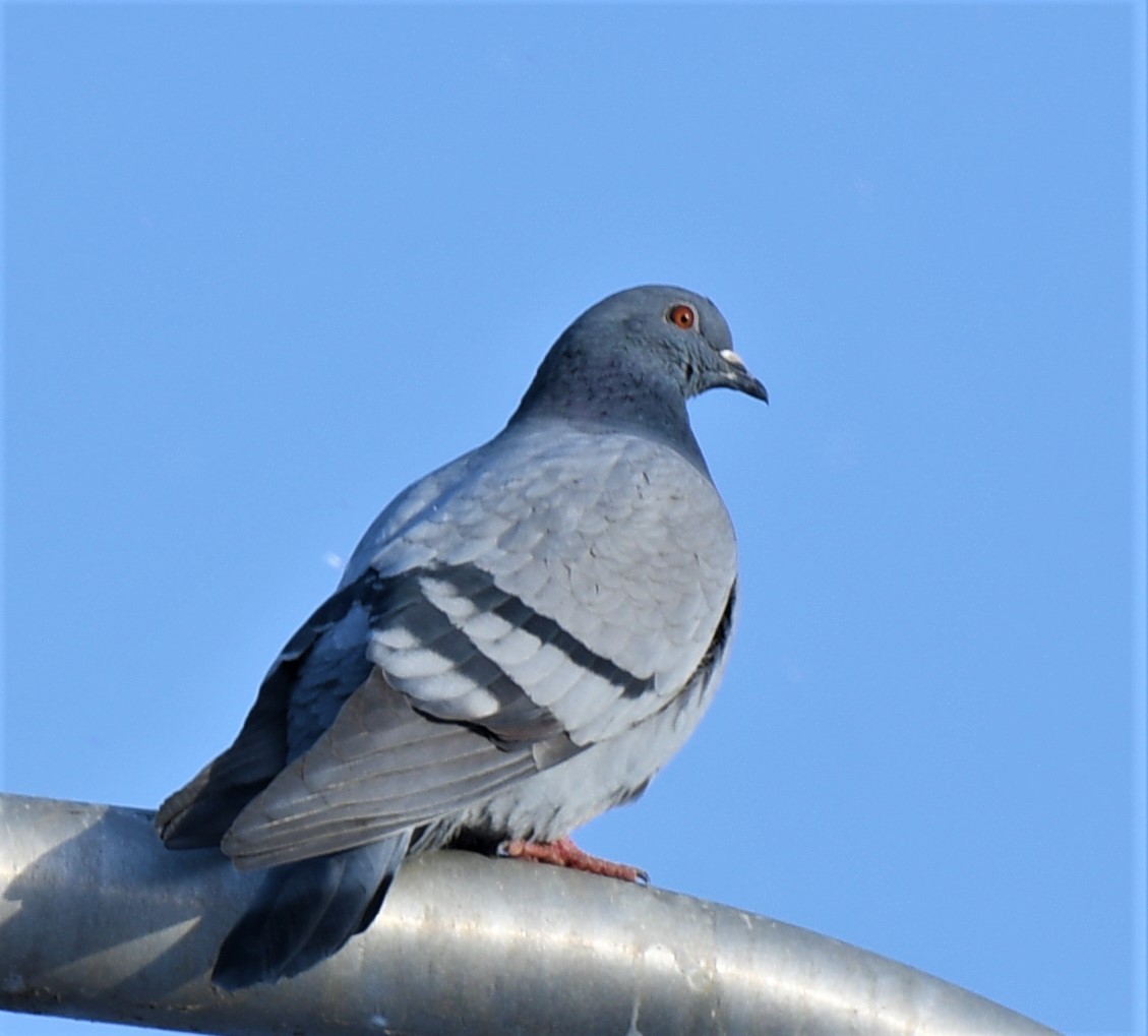 Rock Pigeon (Feral Pigeon) - Estela Quintero-Weldon