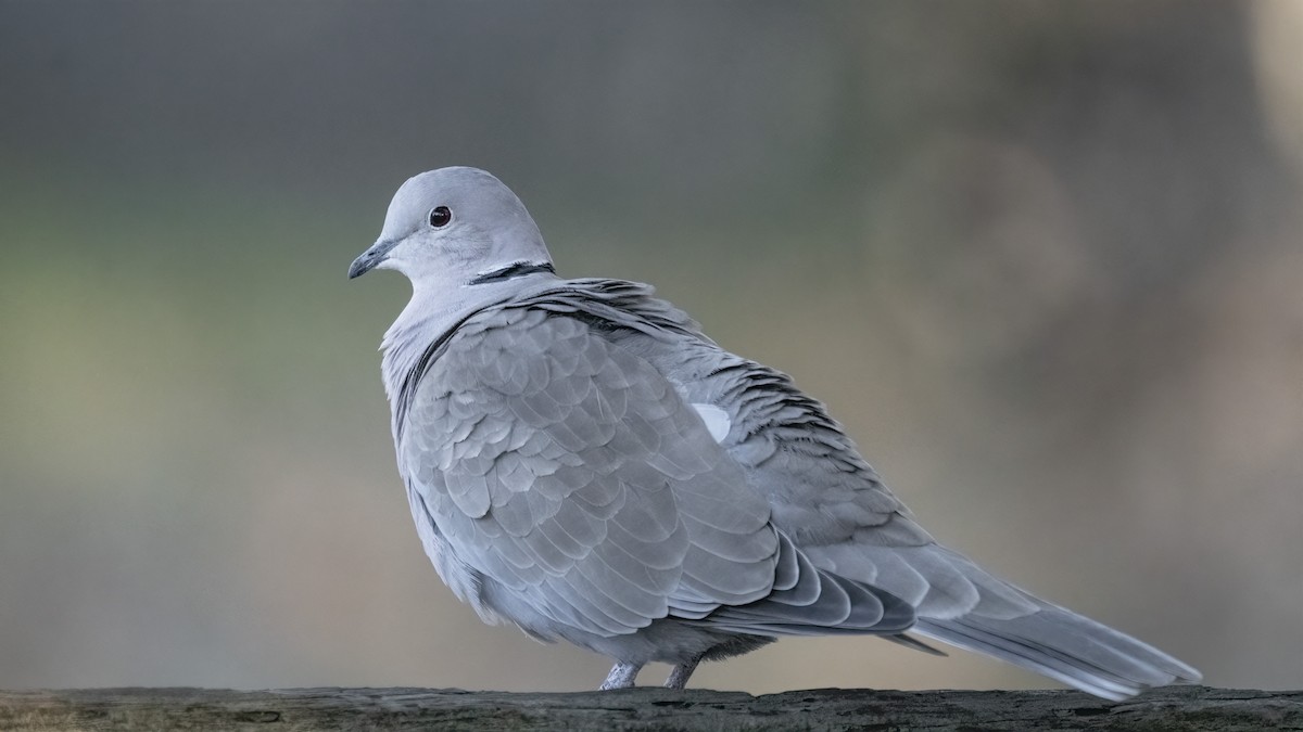 Eurasian Collared-Dove - ML301904321