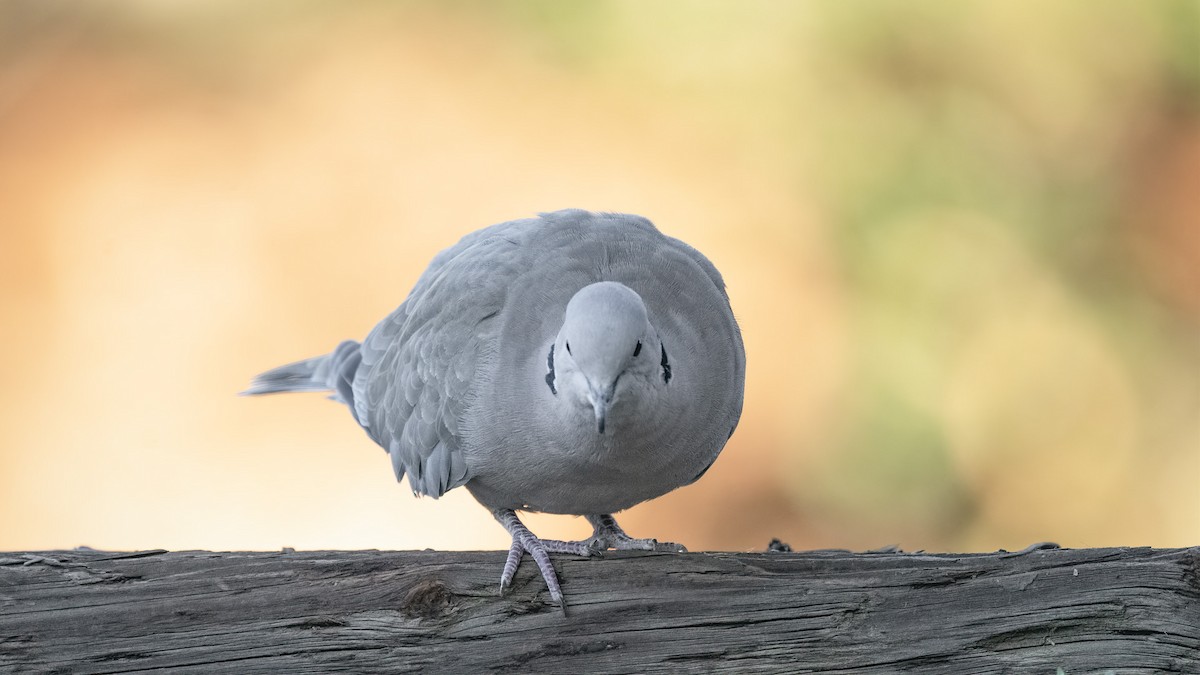 Eurasian Collared-Dove - ML301904331