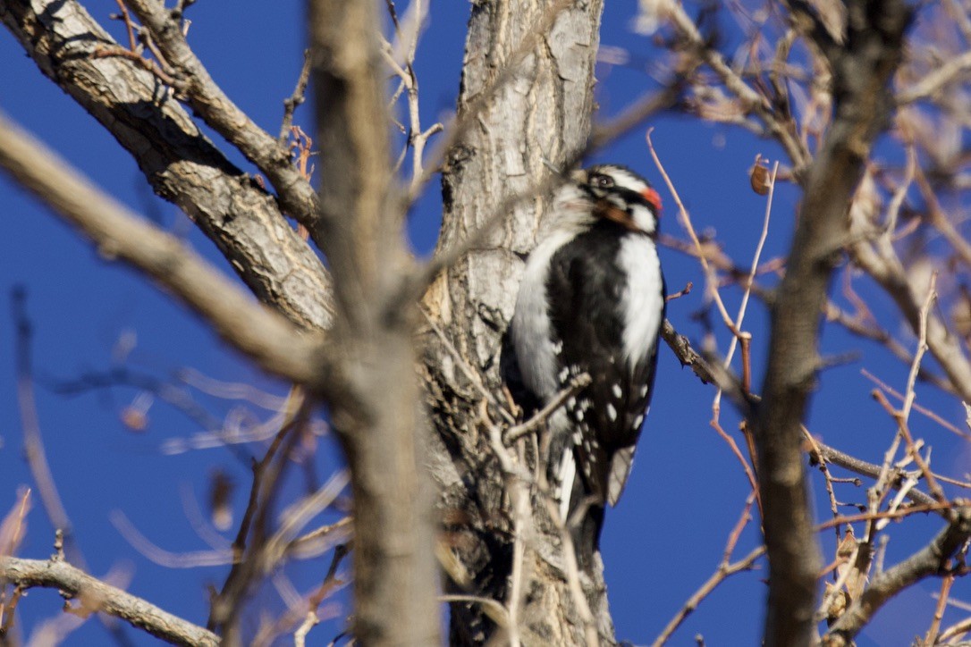 Hairy Woodpecker - ML301915221