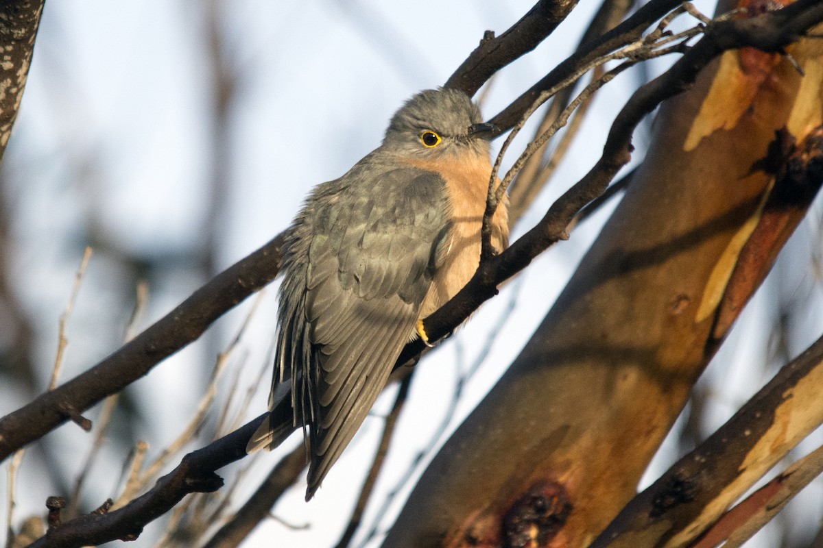 Fan-tailed Cuckoo - David King