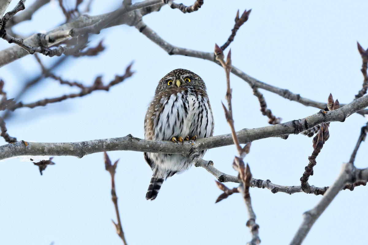 Northern Pygmy-Owl - ML301915801