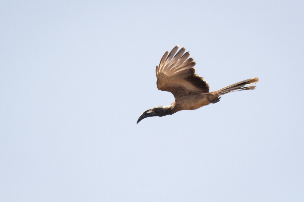 African Gray Hornbill - ML301916651