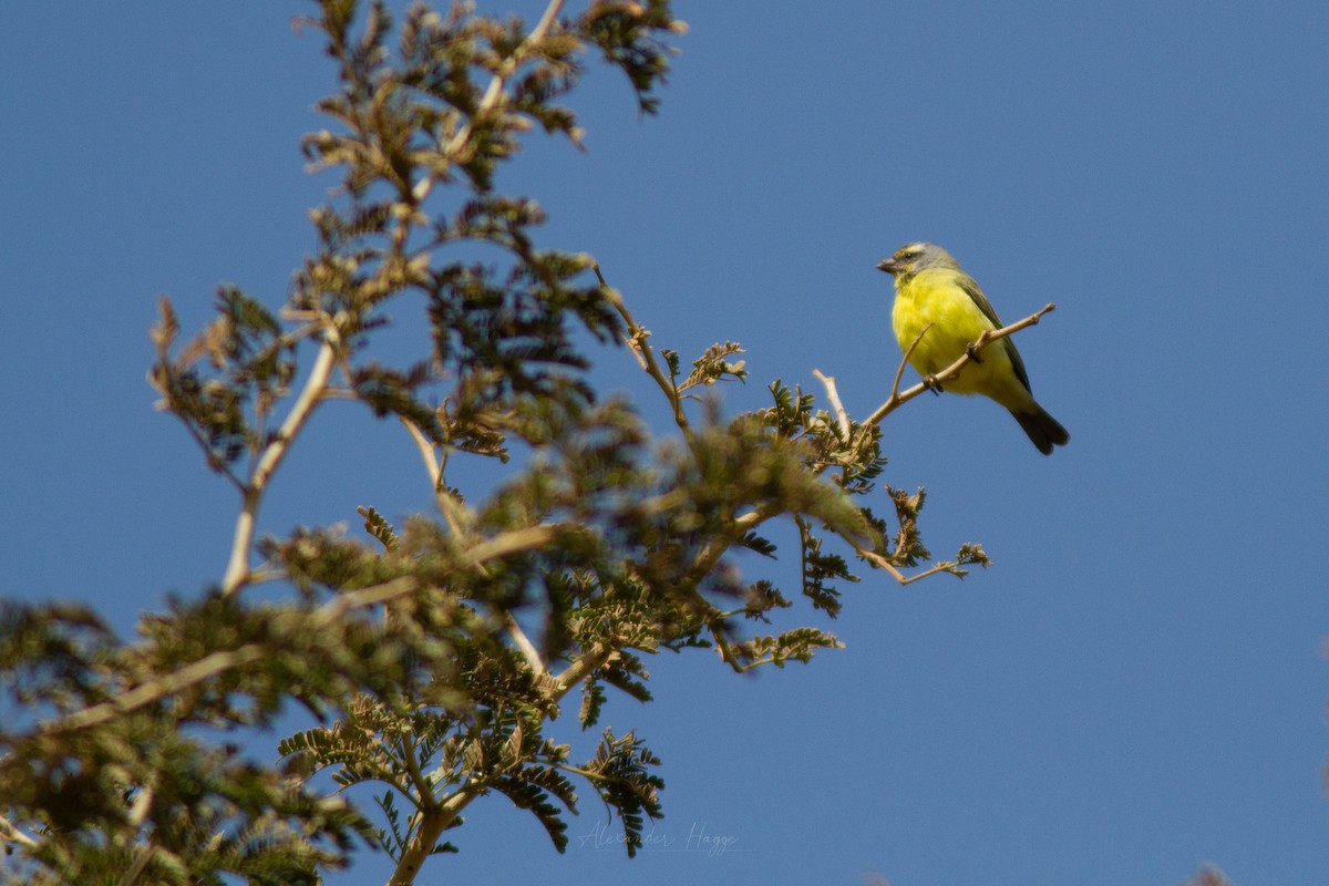 Yellow-fronted Canary - ML301920021