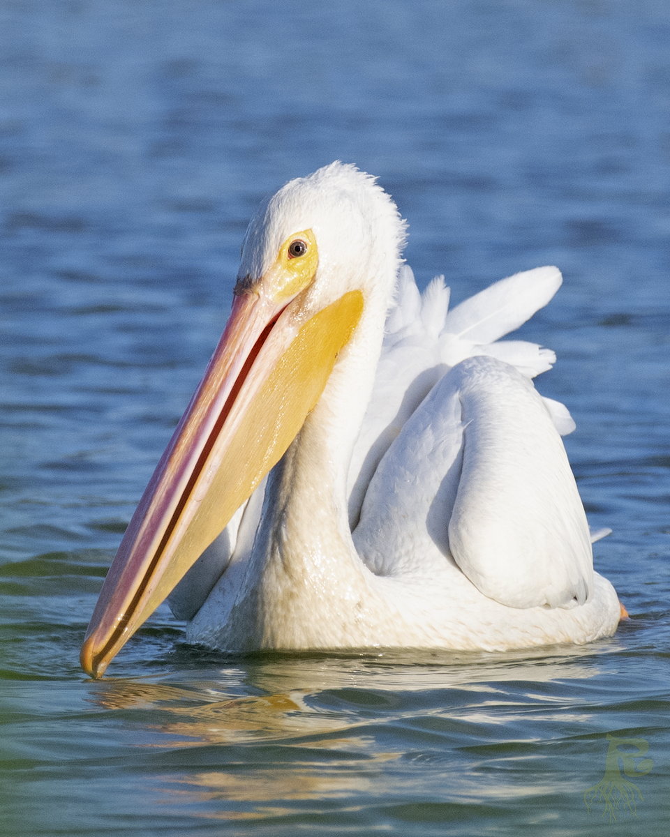 American White Pelican - Gerardo Toledo