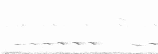 Белобровый торорой - ML301924071