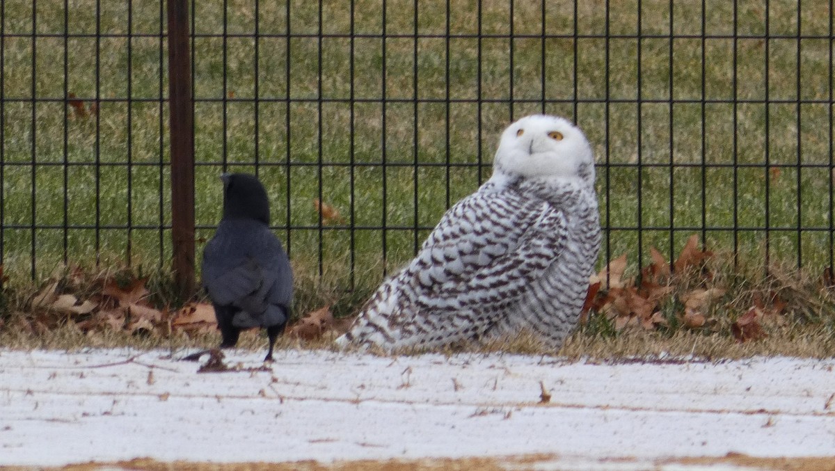 Snowy Owl - ML301927521
