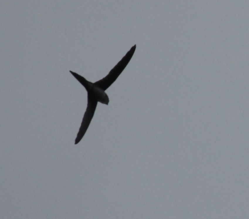 Fork-tailed Palm Swift - Corey Finger
