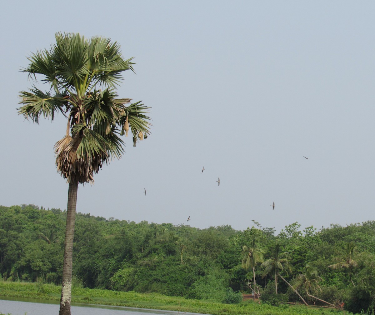 Asian Palm Swift - Sandhya Lenka