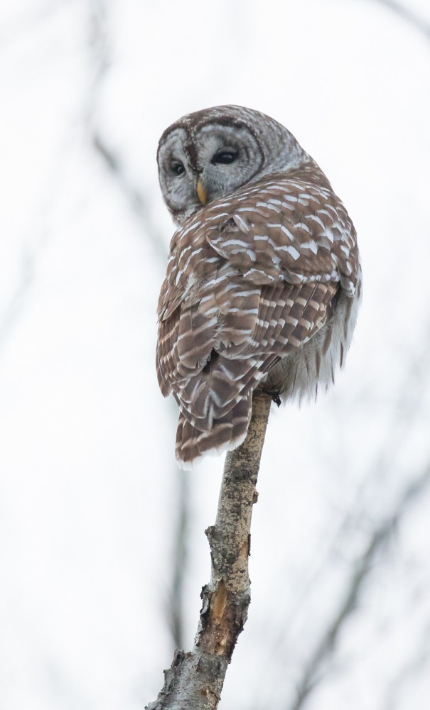Barred Owl - ML301942201