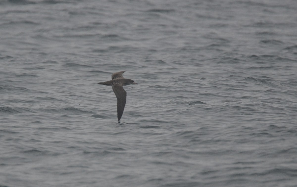 Pink-footed Shearwater - ML301942311