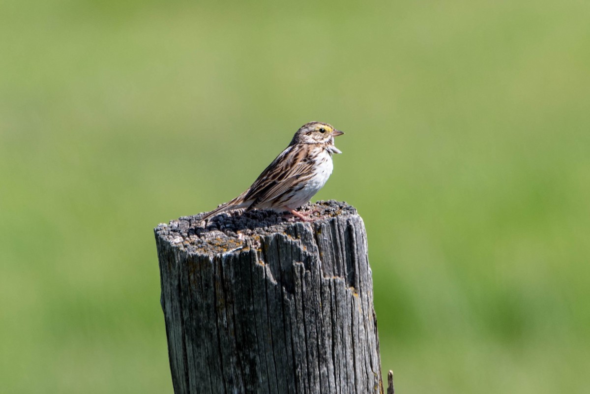 Savannah Sparrow - ML30194381