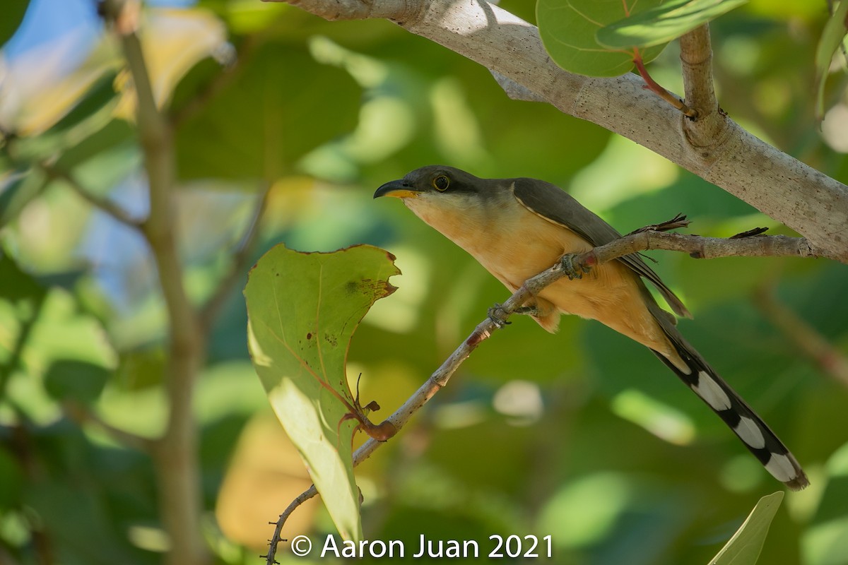 Mangrove Cuckoo - Aaron Juan
