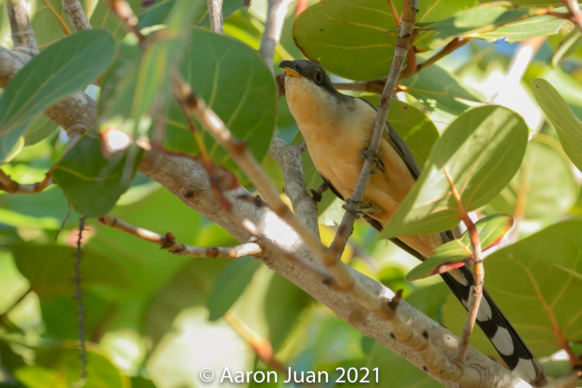 Mangrove Cuckoo - Aaron Juan