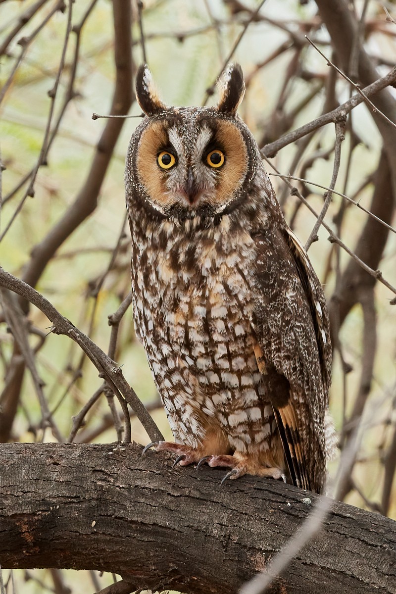 Long-eared Owl - Cindy Marple
