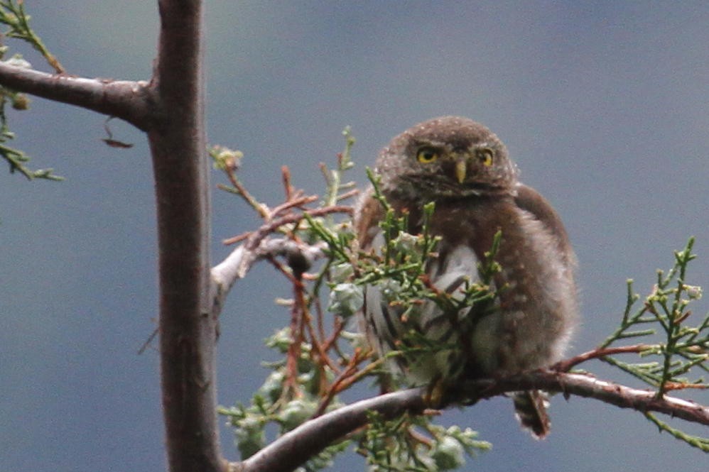 Northern Pygmy-Owl - ML301963501