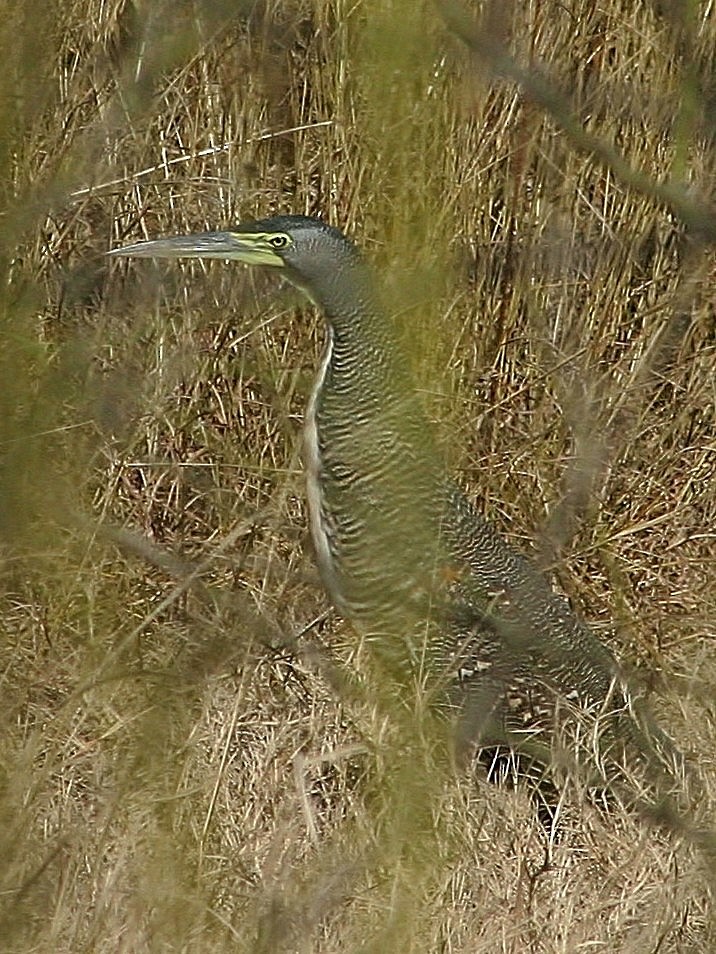 Bare-throated Tiger-Heron - Rex Stanford