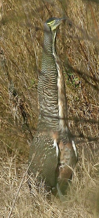 Bare-throated Tiger-Heron - ML30196981