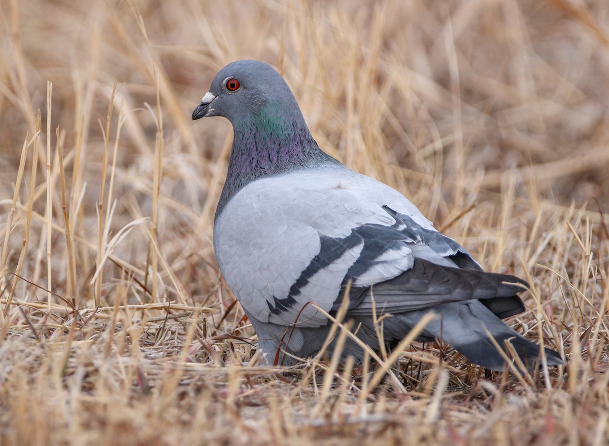 Rock Pigeon (Feral Pigeon) - ML301972031