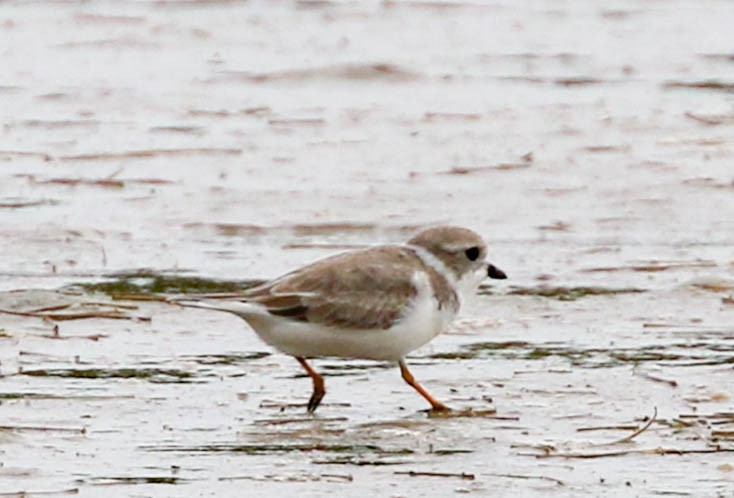 Piping Plover - ML301973521