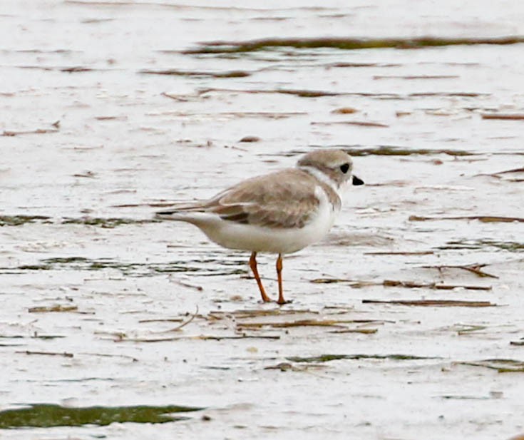 Piping Plover - ML301973581
