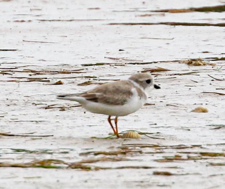 Piping Plover - ML301973621
