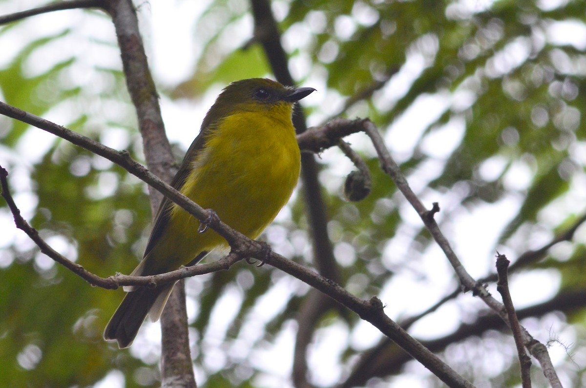 ML30197831 - Bornean Whistler - Macaulay Library