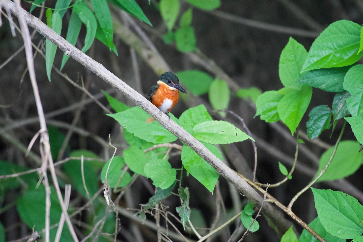 American Pygmy Kingfisher - ML301983971