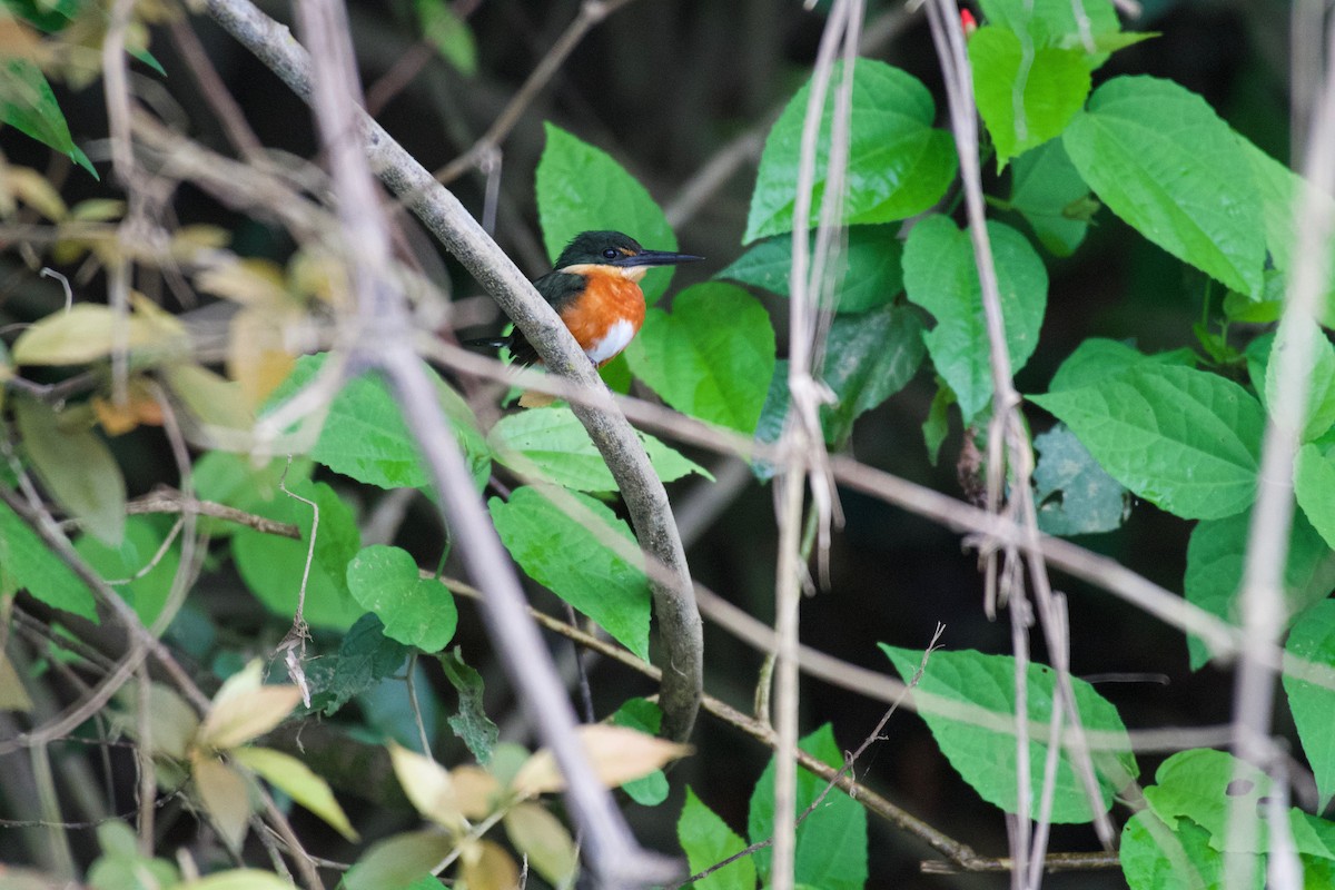 American Pygmy Kingfisher - ML301983991