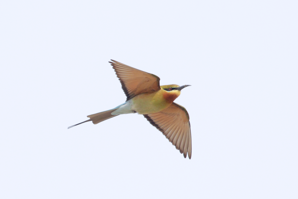 Blue-tailed Bee-eater - ML301984051