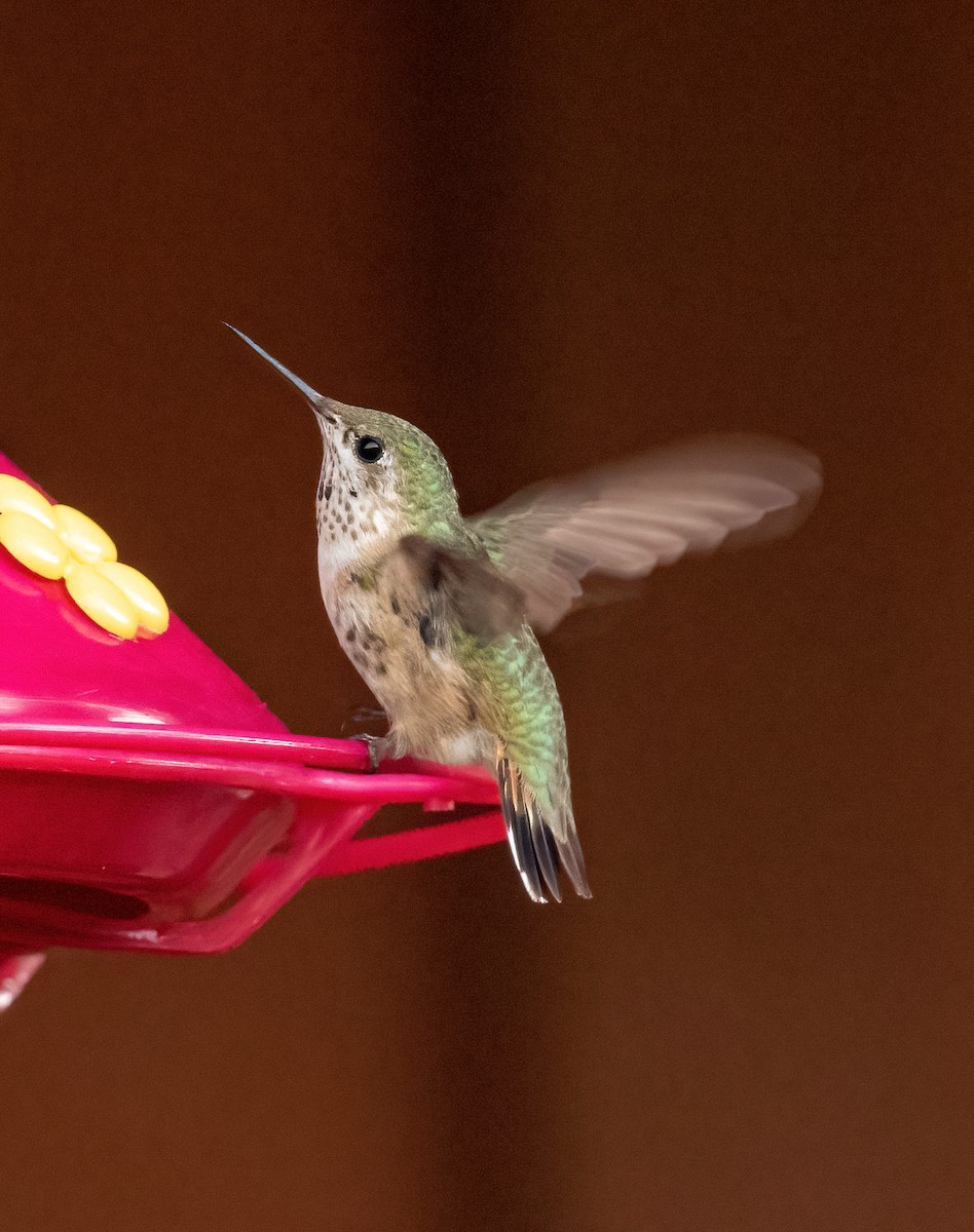 Calliope Hummingbird - Jeff Todoroff