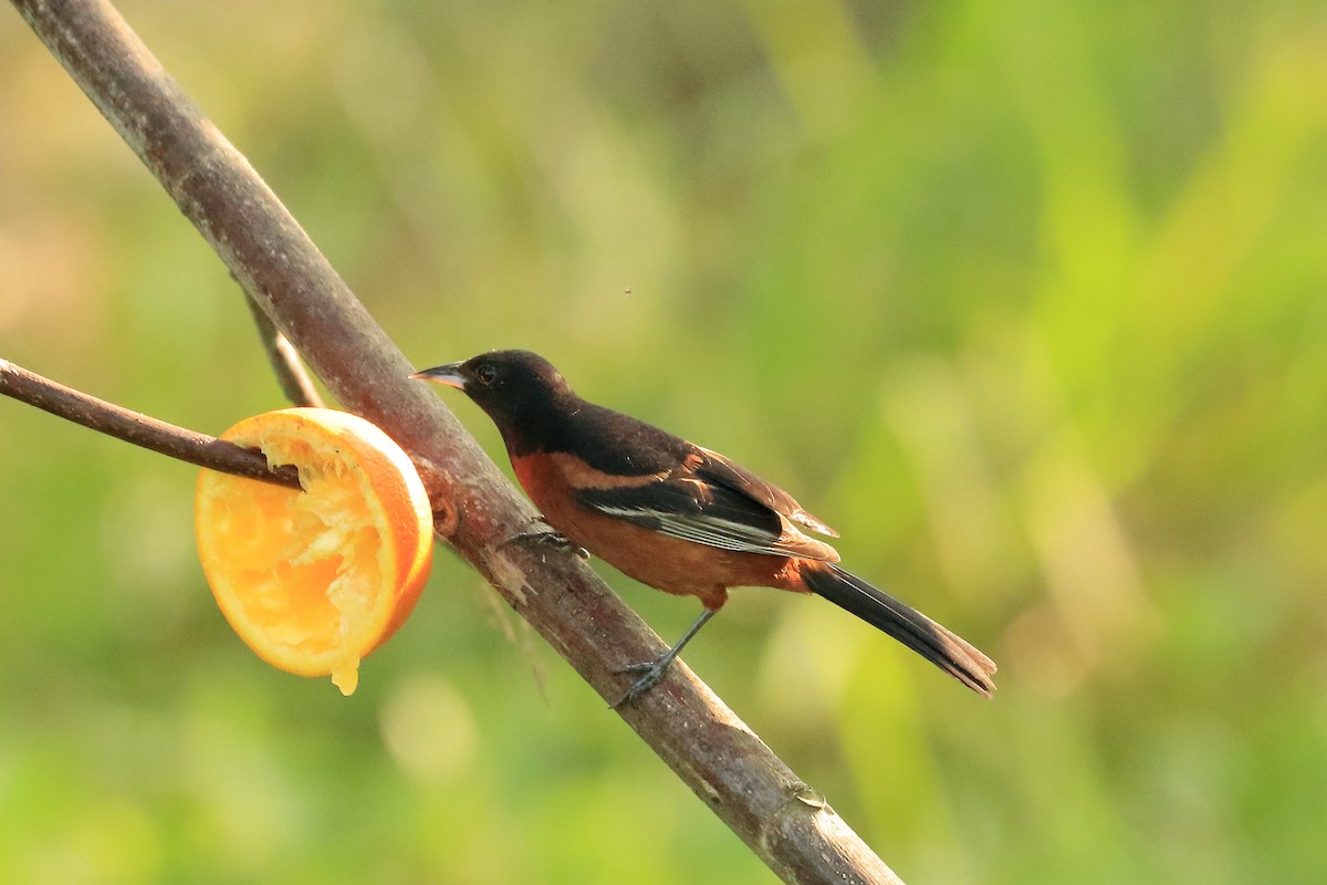 Orchard Oriole - ML30198761
