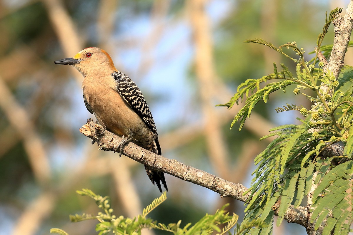 Golden-fronted Woodpecker - Lawrence Haller