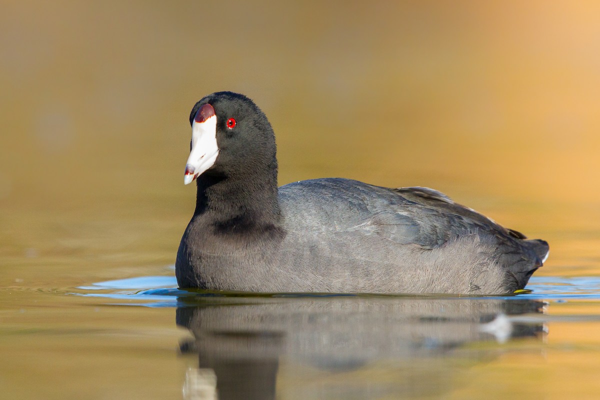 American Coot (Red-shielded) - ML301988261