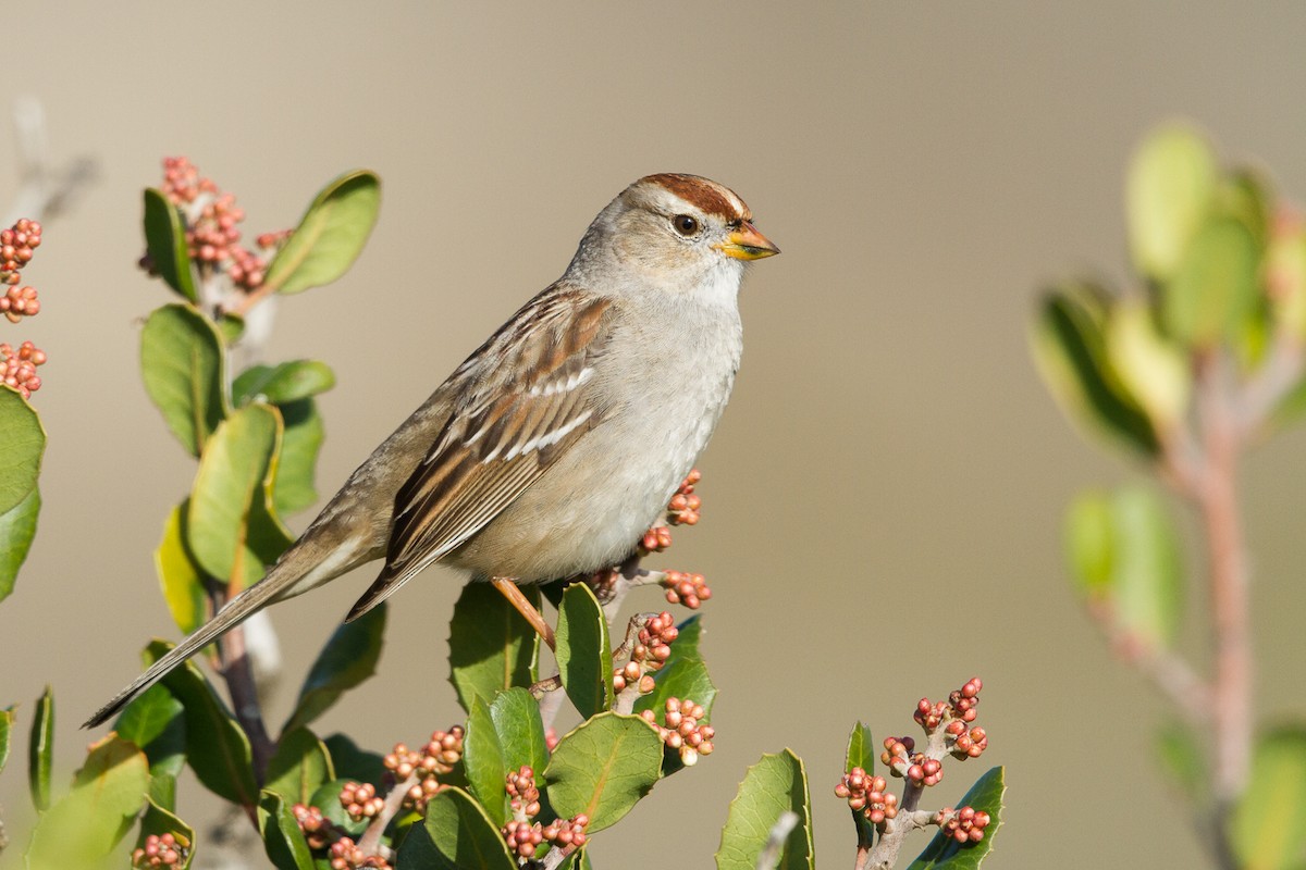 White-crowned Sparrow - Ilya Povalyaev