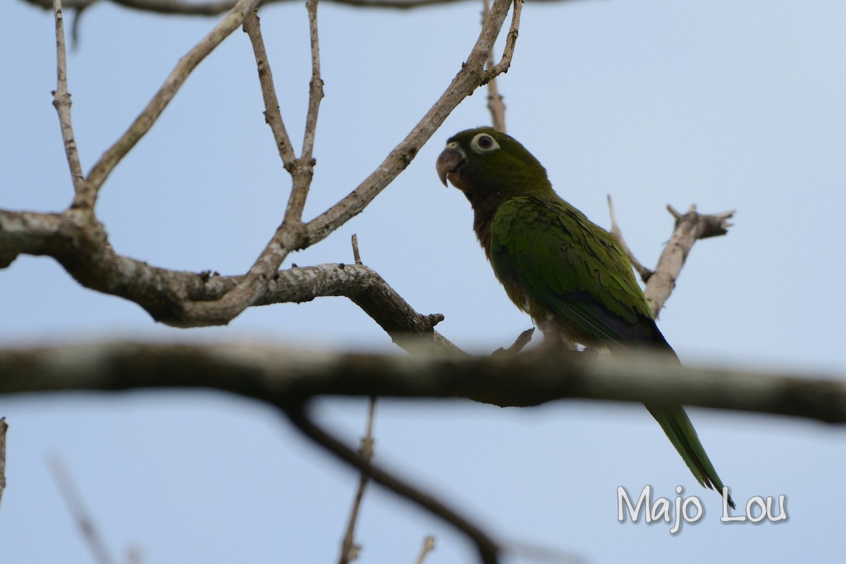 Olive-throated Parakeet - Maria Jose Lou