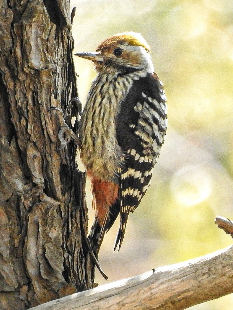 Brown-fronted Woodpecker - ML301998021