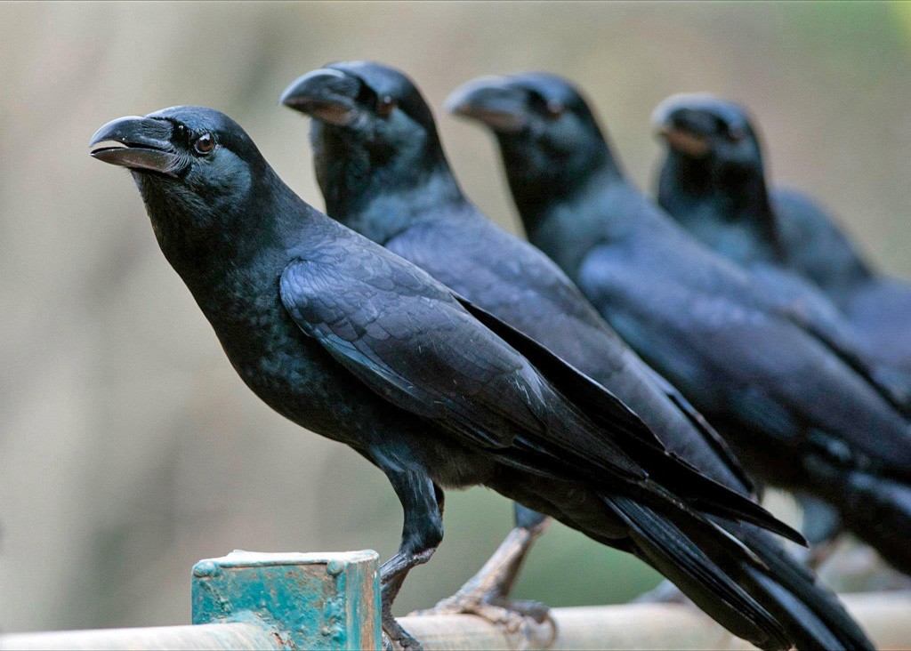Large-billed Crow - ML301998211
