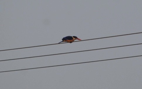 Black-capped Kingfisher - ML301999091