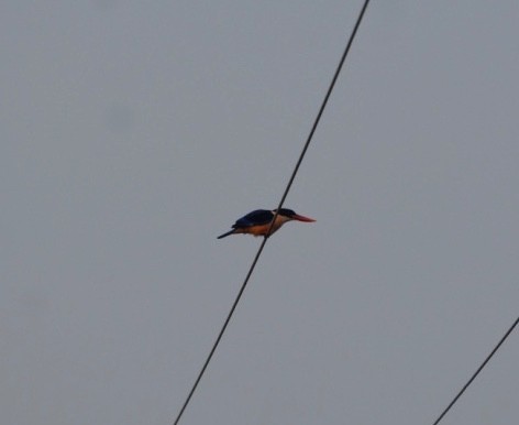 Black-capped Kingfisher - ML301999101