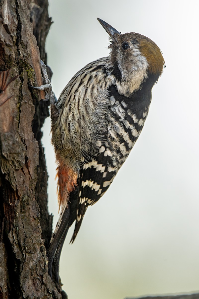 Brown-fronted Woodpecker - ML302000891