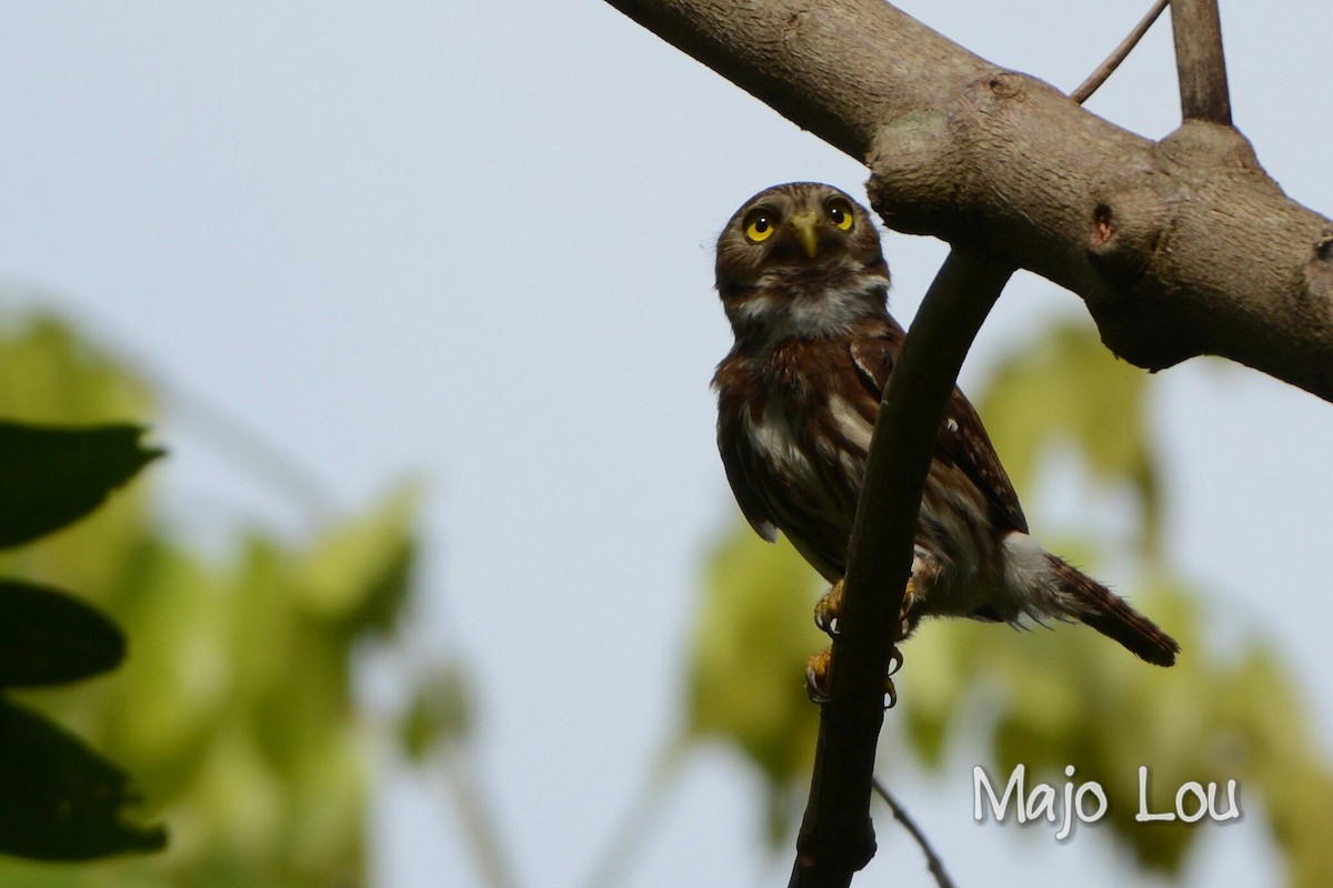 Ferruginous Pygmy-Owl - Maria Jose Lou