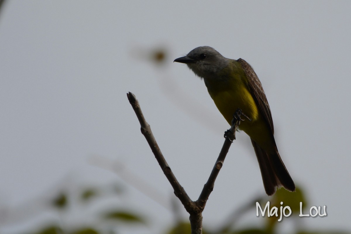 Tropical Kingbird - Maria Jose Lou