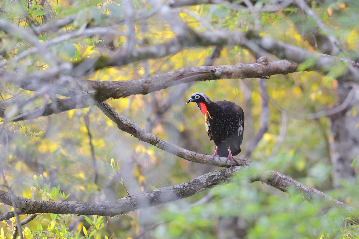 Black-fronted Piping-Guan - ML302008241