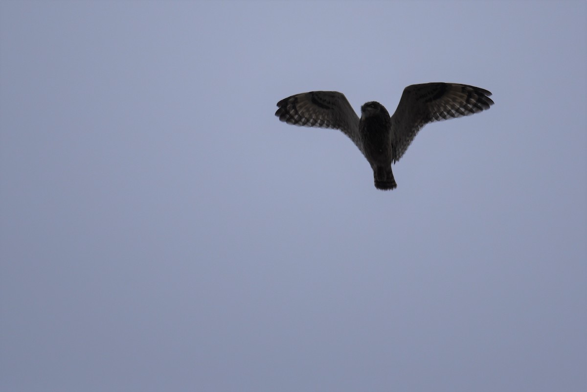 Short-eared Owl (Northern) - Hannes Leonard