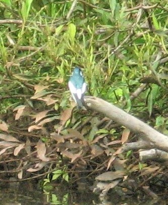 Amazon Kingfisher - ML302012661