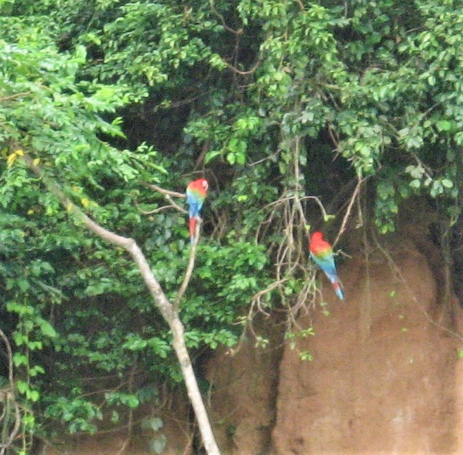 Red-and-green Macaw - ML302012741
