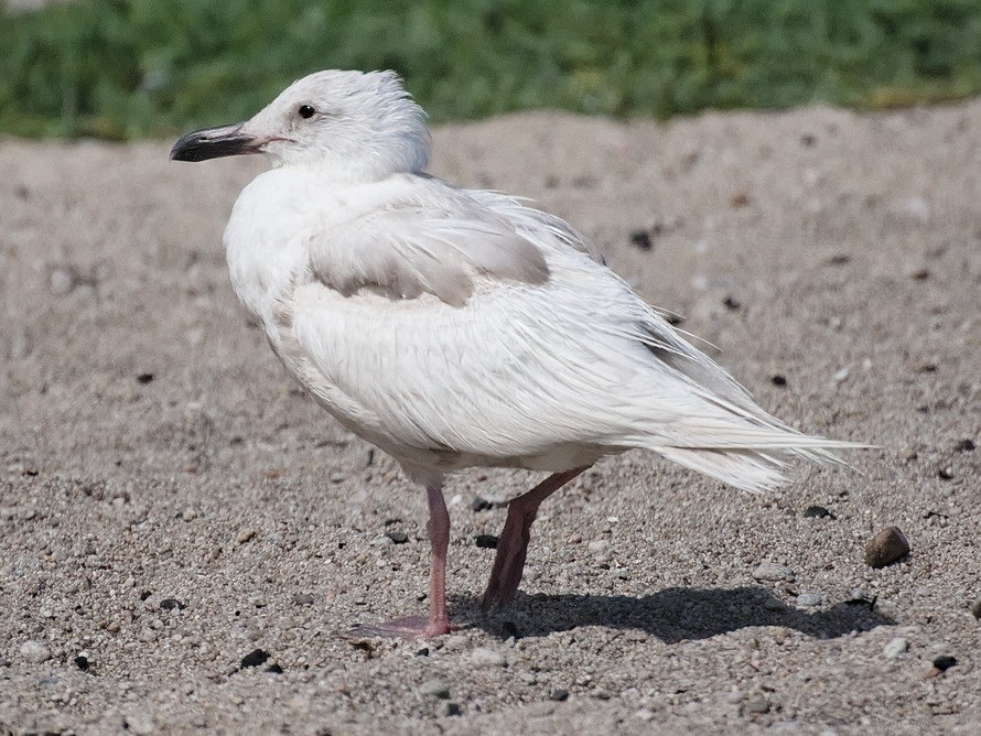 Glaucous-winged Gull - Michael Rieser