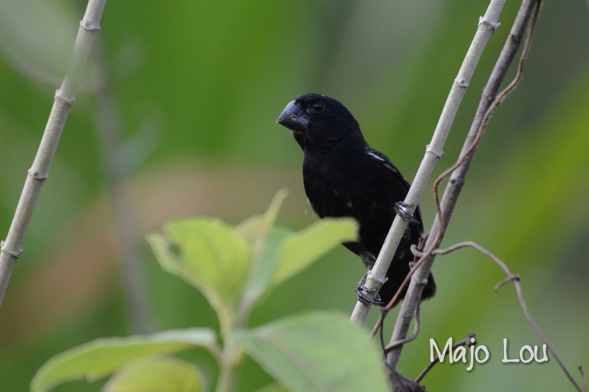 Thick-billed Seed-Finch - Maria Jose Lou